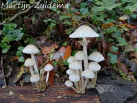 Porseleinzwam [Oudemansiella mucida]